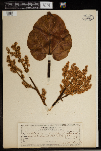 Rheum rhabarbarum image
