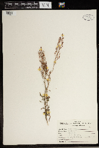 Rumex acetosa image
