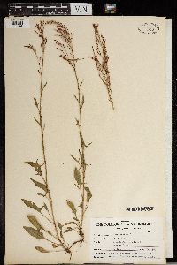 Rumex acetosa image