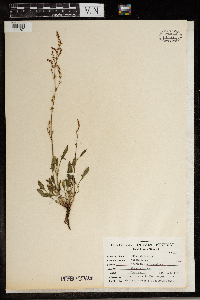 Rumex acetosa image