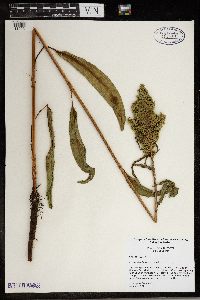 Rumex altissimus image