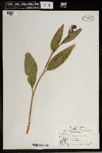 Rumex altissimus image