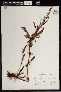 Rumex altissimus image