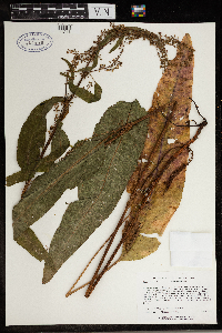 Rumex britannica image