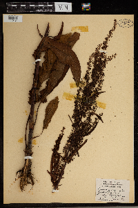Rumex britannica image