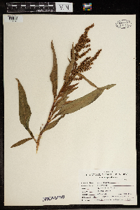 Rumex crispus image