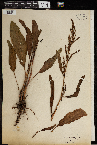 Rumex crispus image