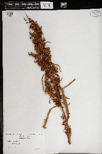 Rumex crispus image