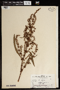 Rumex crispus image