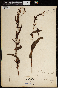 Rumex crispus image