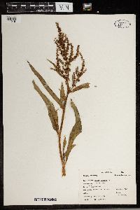 Rumex crispus image