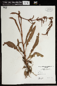 Rumex crispus image