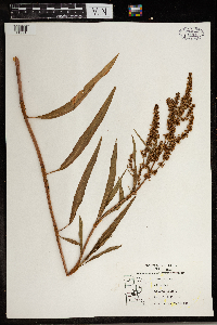 Rumex crispus image