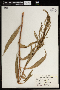 Rumex crispus image