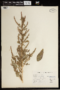 Rumex crispus image