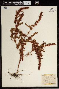 Rumex persicarioides image