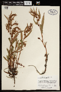 Rumex maritimus image