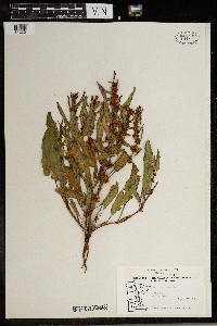 Rumex maritimus image