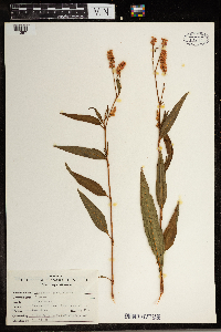 Persicaria pensylvanica image