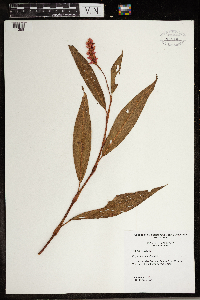 Persicaria pensylvanica image