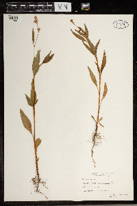 Persicaria pensylvanica image