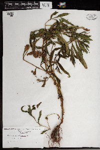 Persicaria pensylvanica image