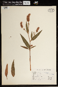 Persicaria pensylvanica image