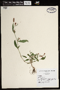 Persicaria pensylvanica image