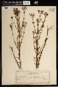 Hypericum canadense image