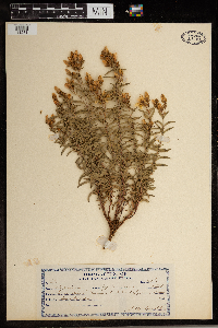 Media resource of Hypericum concinnum