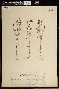 Hypericum drummondii image