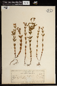 Hypericum ellipticum image