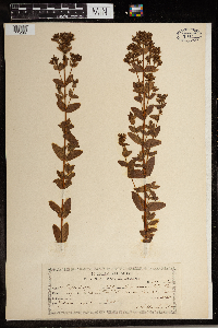 Hypericum maculatum image