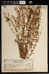 Hypericum mutilum image