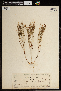 Hypericum gentianoides image