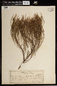 Hypericum gentianoides image
