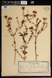 Hypericum perforatum image