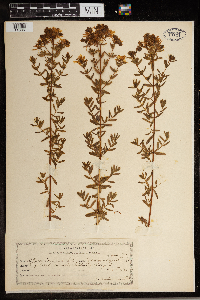 Hypericum perforatum image