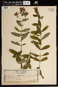 Hypericum punctatum image