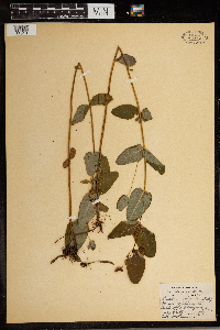 Triadenum virginicum image