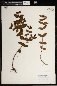 Triadenum virginicum image