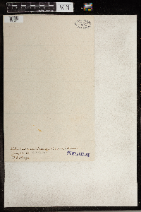 Tilia americana image