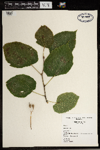 Tilia americana image