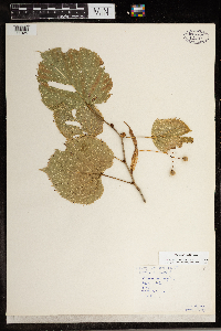 Tilia americana image