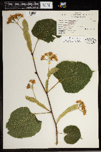 Tilia americana image