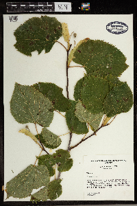 Tilia americana image