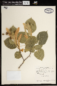 Tilia americana image