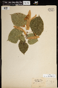 Tilia americana image