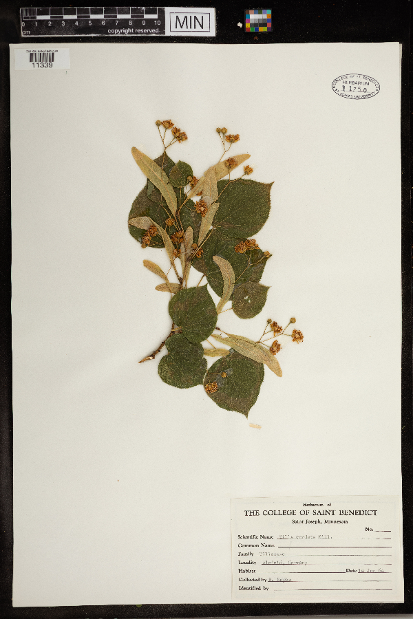 Tilia cordata image