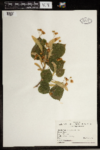 Media resource of Tilia cordata